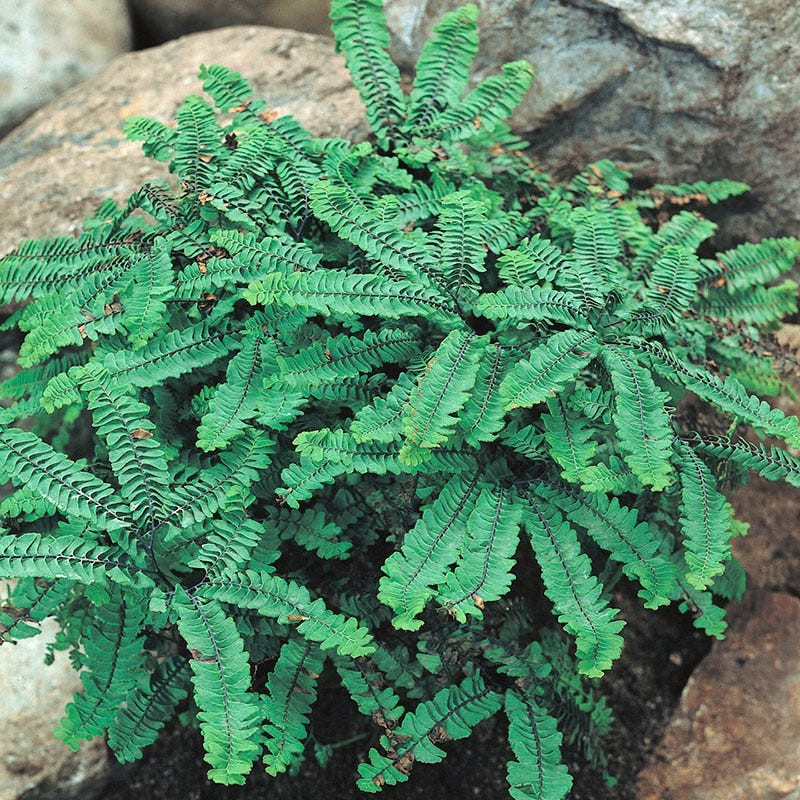 Maidenhair Fern