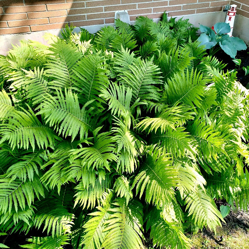 Giant Ostrich Fern