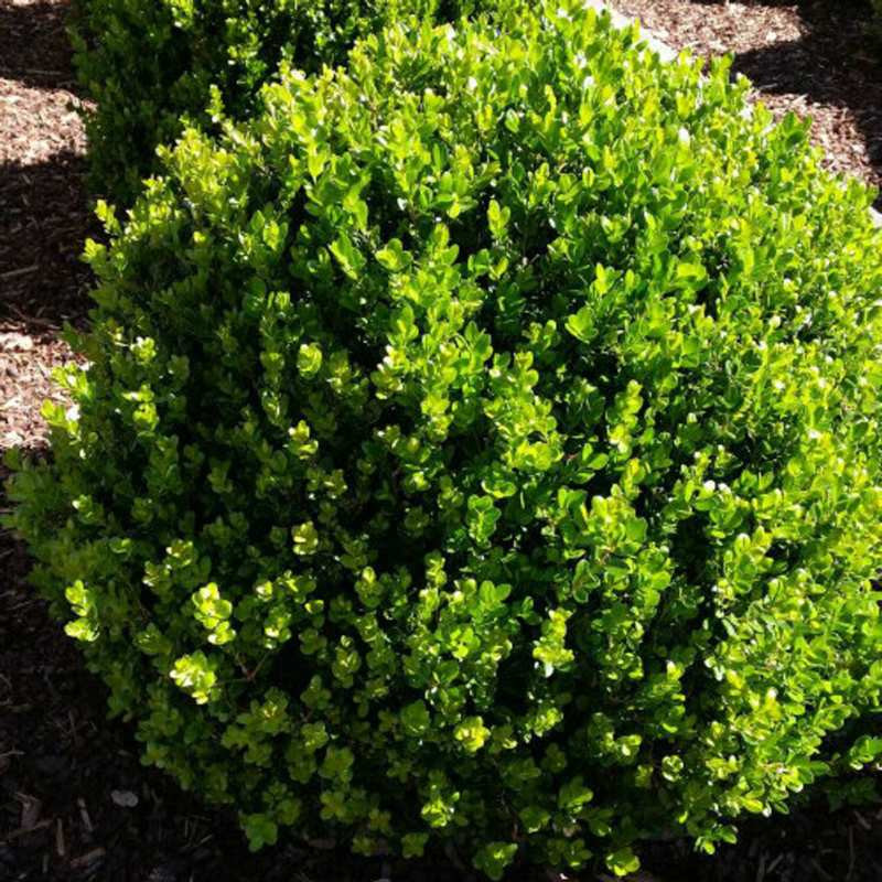 Wintergreen Boxwood Shrub