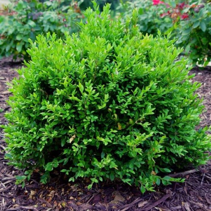 Green Velvet Boxwood Shrub