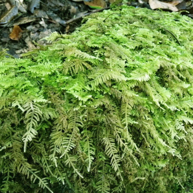 Thuidium Moss