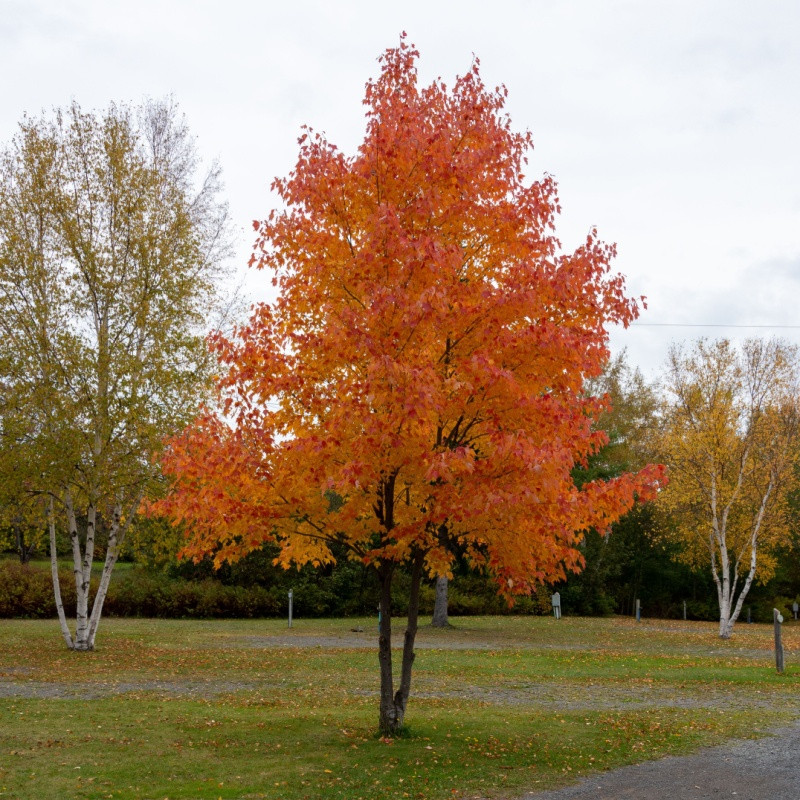 Silver Maple Live Stakes