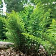 Easy-to-Grow Fern Varieties Perfect for Tennessee Gardens