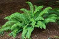 Ferns That Stay Green Year-Round