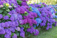 Flowering Shrubs That Support Pollinators