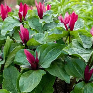 Best Groundcover Plants for Tennessee Landscapes