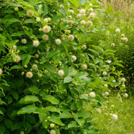 Best Live Stakes for Erosion Control in Your Garden