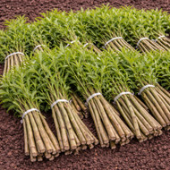 Hardy Live Stakes That Improve Soil Retention