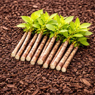 Step-by-Step Guide to Planting Live Stakes for Erosion Control