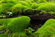 Creative Ways to Use Moss as Groundcover in Any Garden
