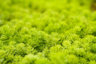 Moss That Improves Soil Health Naturally