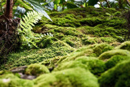 Choosing the Right Mosses for Natural Groundcover