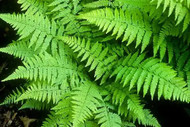 Native Ferns for Low-Maintenance Landscapes