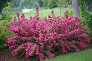 Top 10 Shrubs for Year-Round Garden Beauty