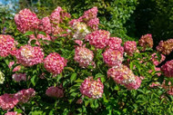 Early Spring Shrubs for East Tennessee