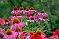 The Advantages of Planting Woody Perennials