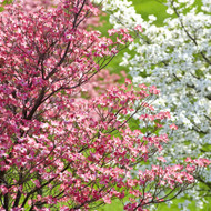 Top Spring Flowering Trees for Colorful Yards