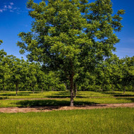Low-Maintenance Trees That Thrive in Any Soil