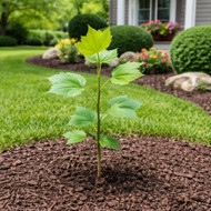 Best Tree Seedlings for Fast Landscape Growth