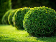 Best Trees for Privacy in Tennessee Backyards