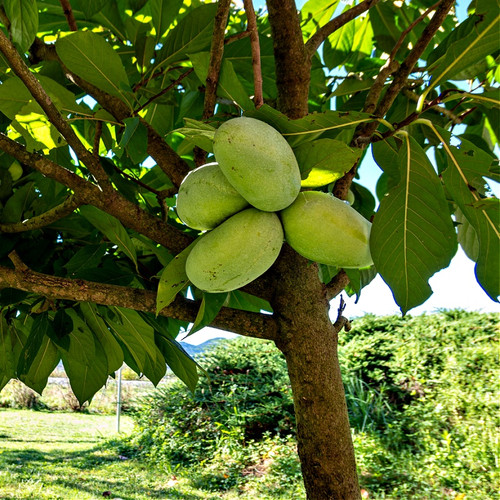 Buy Pawpaw Tree Online