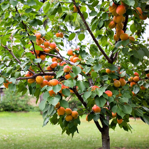 Buy Apricot Fruit Trees Online
