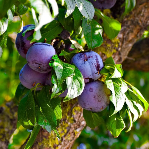 Buy Plum Fruit Trees Online