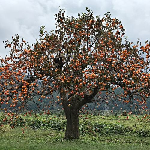 Buy Persimmon Tree Online