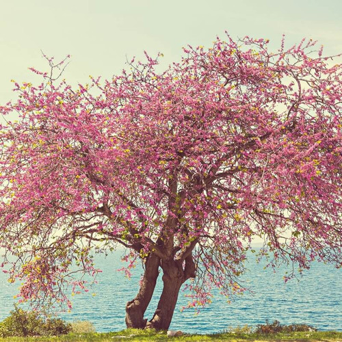 Redbud Tree For Sale