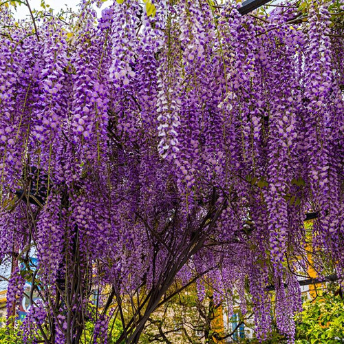 Buy Wisteria Trees Online