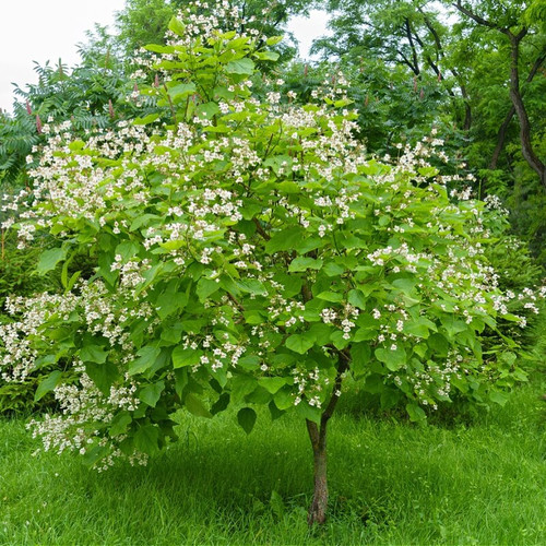 Buy Catalpa Trees Online