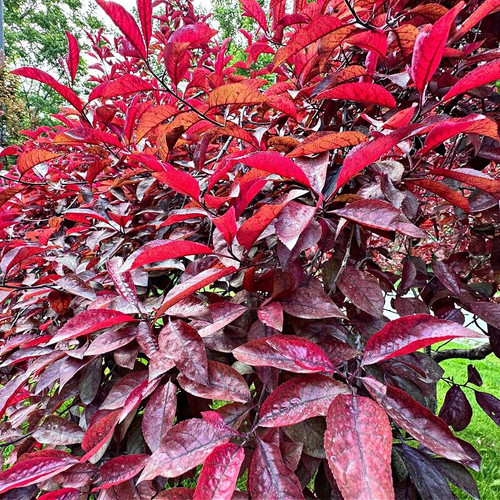 Cistena Plum Tree For Sale