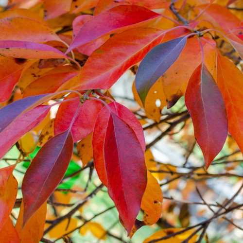 Tupelo Tree for sale