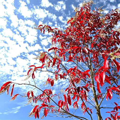 Buy Sourwood Tree Online