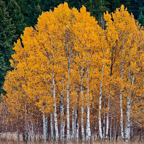 Buy Quaking Aspen Tree Online