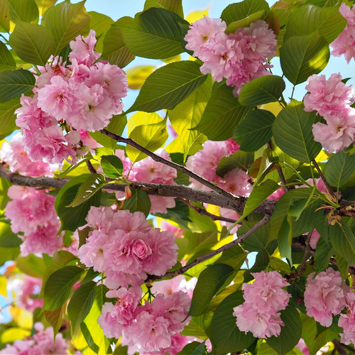 Kwanzan Cherry Tree for sale