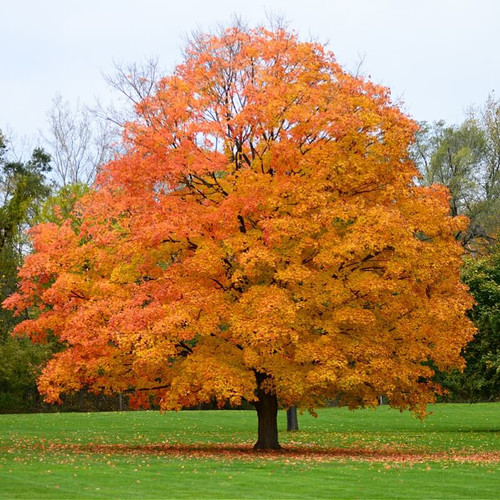 Buy Silver Maple Tree Online