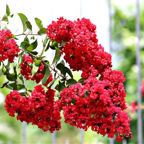 Red Crepe Myrtle For sale