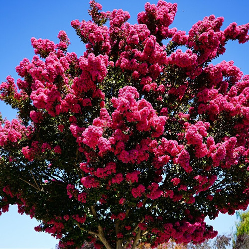 Buy Miami Pink Crepe Myrtle Online