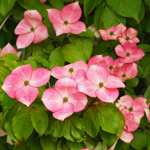 Pink Dogwood Tree for sale