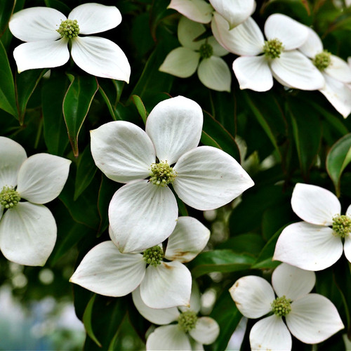 White Dogwood Tree for sale