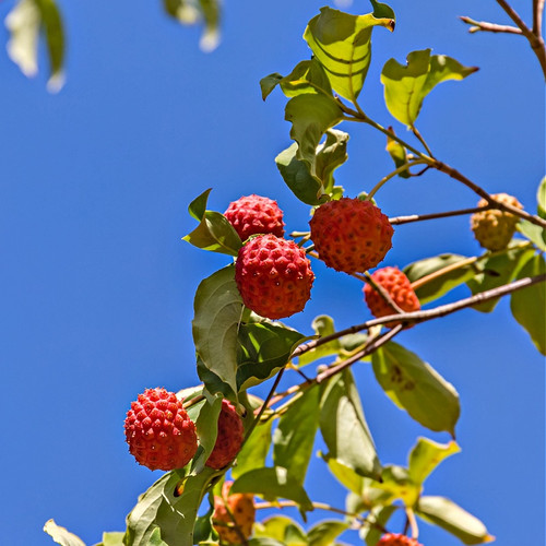 Kousa Dogwood Tree for sale