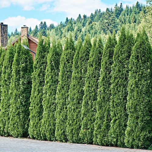 Buy American Arborvitae Tree Online