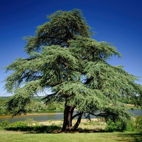 Buy Cedar Trees Online