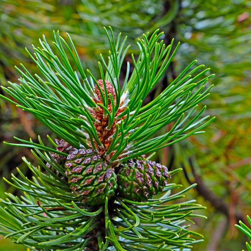 White Pine Tree for sale