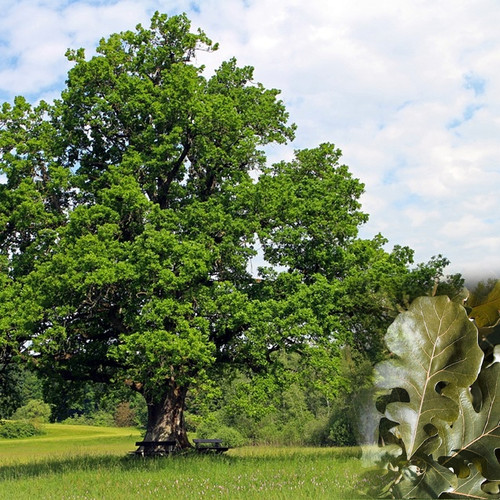 Bur Oak Tree