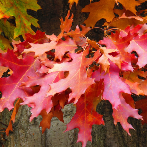 Red Oak Trees For Sale