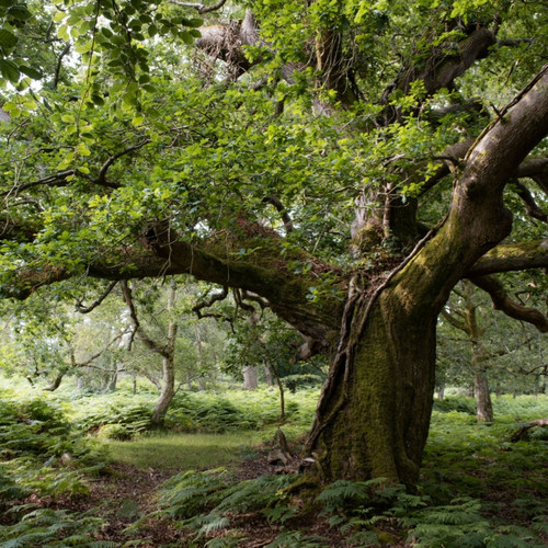 Overcup Oak Tree For Sale