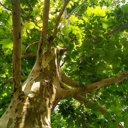 Sycamore Tree For Sale