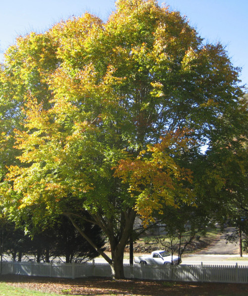 American Beech Tree For Sale